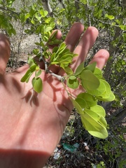 Vachellia californica