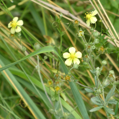 Potentilla neglecta