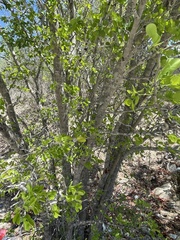 Vachellia californica
