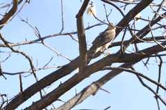 Accipiter cooperii