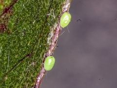 Crypsiphona ocultaria