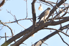 Accipiter cooperii