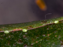 Crypsiphona ocultaria