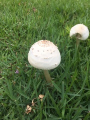 Chlorophyllum molybdites