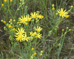 Jacobaea borysthenica
