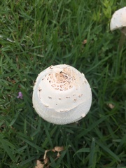 Chlorophyllum molybdites