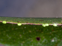 Crypsiphona ocultaria