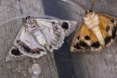 Crypsiphona ocultaria