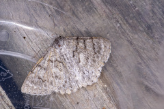 Crypsiphona ocultaria