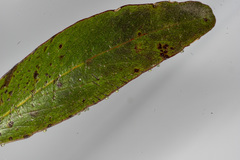 Crypsiphona ocultaria