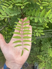 Robinia viscosa hartwigii