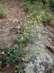 Thalictrum minus saxatile