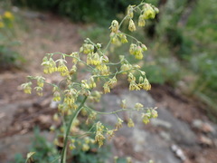 Thalictrum minus saxatile