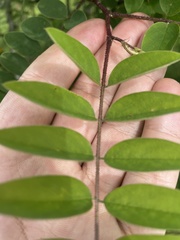 Robinia viscosa hartwigii