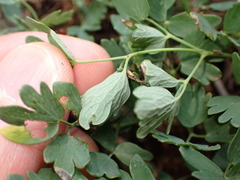 Thalictrum minus saxatile