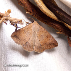 Blasticorhinus rivulosa