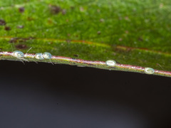 Crypsiphona ocultaria