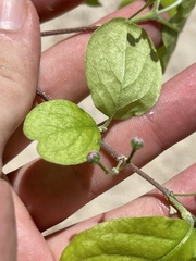 Malpighia diversifolia