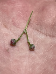 Malpighia diversifolia