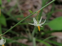 Echeandia parviflora