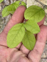 Malpighia diversifolia