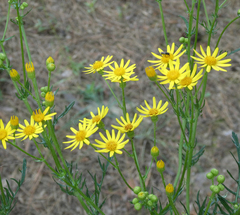Jacobaea borysthenica