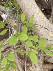 Malpighia diversifolia