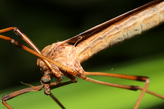 Acutipula