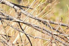 Ammodramus savannarum