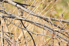 Ammodramus savannarum