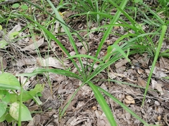 Echeandia parviflora