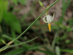 Echeandia parviflora