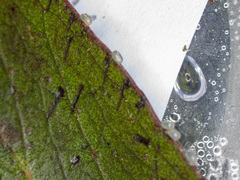 Crypsiphona ocultaria