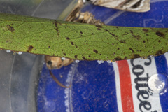 Crypsiphona ocultaria