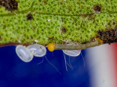 Crypsiphona ocultaria