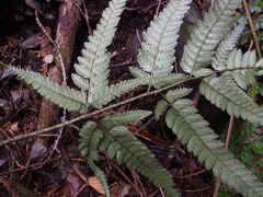 Arachniodes simplicior