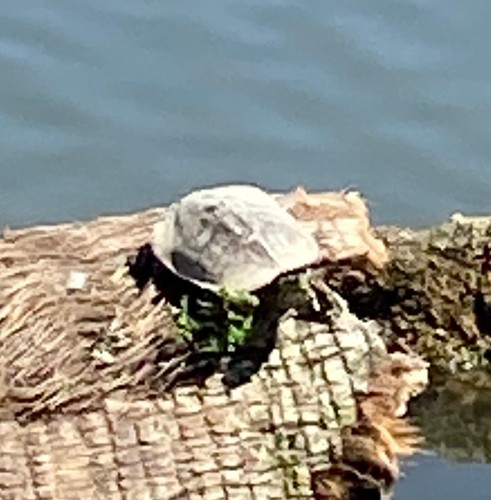 photo of False Map Turtle (Graptemys pseudogeographica)
