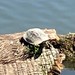 photo of False Map Turtle (Graptemys pseudogeographica)