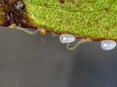 Crypsiphona ocultaria