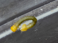 Crypsiphona ocultaria