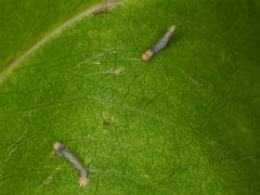 Crypsiphona ocultaria