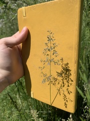 Poa sylvestris