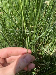 Poa sylvestris