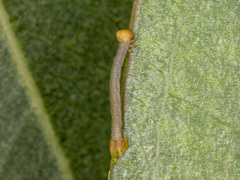 Crypsiphona ocultaria