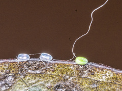 Crypsiphona ocultaria