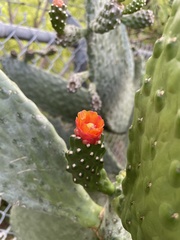 Consolea moniliformis