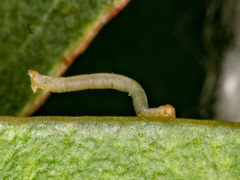 Crypsiphona ocultaria