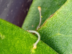 Crypsiphona ocultaria