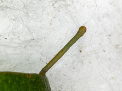 Crypsiphona ocultaria