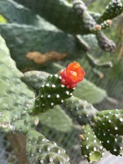 Consolea moniliformis